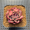 Echeveria 'Red Fresh' 2" New Hybrid Succulent Plant Cutting