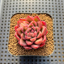 Echeveria 'Red Fresh' 2" New Hybrid Succulent Plant CuttingEcheveria 'Red Fresh' 2" New Hybrid Succulent Plant Cutting