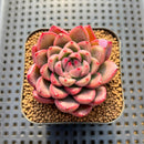 Echeveria 'Red Fresh' 2" New Hybrid Succulent Plant Cutting