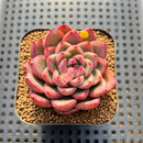 Echeveria 'Red Fresh' 2" New Hybrid Succulent Plant Cutting
