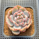 Echeveria 'Orange Monroe' Variegated 2" Succulent Plant Cutting