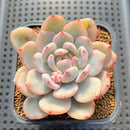 Echeveria 'Orange Monroe' Variegated 2" Succulent Plant Cutting