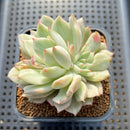 Echeveria 'Tippy' Variegated 2"-3" Succulent Plant Cutting