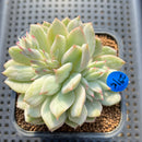 Echeveria 'Tippy' Variegated 2"-3" Succulent Plant Cutting