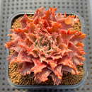 Graptoveria 'Starfire' 2" (Suculentia Original Hybrid) Succulent Plant Cutting