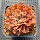Graptoveria 'Starfire' 2" (Suculentia Original Hybrid) Succulent Plant Cutting
