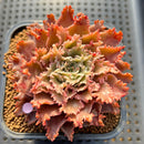 Graptoveria 'Starfire' 2" (Suculentia Original Hybrid) Succulent Plant Cutting