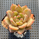 Echeveria 'Pink Champaign' 2” Succulent Plant