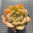 Echeveria 'Pink Champaign' 2” Succulent Plant