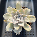 Echeveria 'Crispate Beauty' 4" Succulent Plant