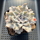 Echeveria 'Crispate Beauty' 4" Succulent Plant