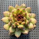 Echeveria 'Red Crystal' x 'Black Rose' 4" Succulent Plant