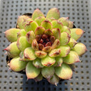 Echeveria 'Red Crystal' x 'Black Rose' 4" Succulent Plant