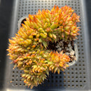 Echeveria Agavoides 'Elkhorn' Crested 5" Succulent Plant