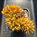 Echeveria Agavoides 'Elkhorn' Crested 5" Succulent Plant
