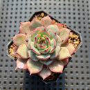 Echeveria 'Sarahime' Hybrid 2" Succulent Plant
