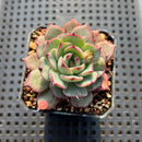Echeveria 'Sarahime' Hybrid 2" Succulent Plant