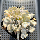 Echeveria 'Thriller Pearl' 3" Cluster Succulent Plant
