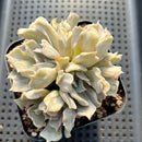 Echeveria 'Thriller Pearl' 3" Cluster Succulent Plant
