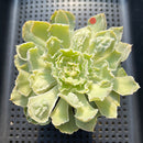 Echeveria 'Shaviana' Carunculated 2" Succulent Plant