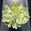 Echeveria 'Shaviana' Carunculated 2" Succulent Plant