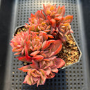 Echeveria 'Luella' Crested 4"-5" Cluster Succulent Plant