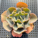 Echeveria 'Rapunzel' 2" Succulent Plant