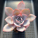 Echeveria 'White Lotus' 2" Succulent Plant