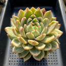 Echeveria 'Luna Solar' 4" Large Air Magic HybridSucculent Plant
