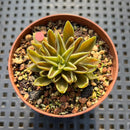 Echeveria Lutea 1'-2" (100% Grown In House) Succulent Plant