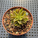Echeveria Lutea 1'-2" (100% Grown In House) Succulent Plant