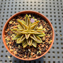 Echeveria Lutea 1'-2" (100% Grown In House) Succulent Plant