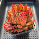 Echeveria Agavoides sp. 3" Succulent Plant