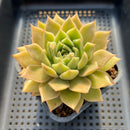 Echeveria 'Red Bellita' 3" Succulent Plant