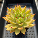 Echeveria Agavoides 'Helio' 3" Succulent Plant
