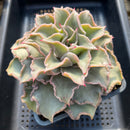 Echeveria 'Madiba' Curly Form 6"-7"+ Large Succulent Plant