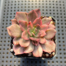 Echeveria 'Pink Prince' (Variegated Black Prince Variant) 2" Succulent Plant