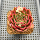 Echeveria 'In The Mood For Love' (화양연화) 3" Succulent Plant Cutting