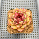 Echeveria sp. 2" Succulent Plant Cutting