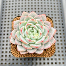 Echeveria 'Tiamo' 2" Succulent Plant Cutting