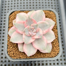Graptopetalum 'Purple Delight' Variegated 2" Succulent Plant Cutting