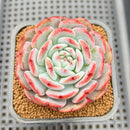 Echeveria 'Horizon' 2" Succulent Plant Cutting