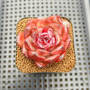 Echeveria 'Odette' 2" Succulent Plant Cutting