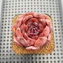Echeveria 'Odette' 2" Succulent Plant Cutting