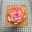 Echeveria 'Odette' 2" Succulent Plant Cutting