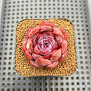 Echeveria 'Odette' 2" Succulent Plant Cutting