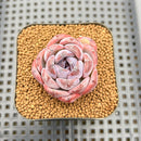 Echeveria 'Dark Opal' 1" Succulent Plant Cutting
