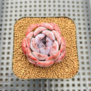 Echeveria 'Dark Opal' 1" Succulent Plant Cutting