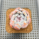 Echeveria 'Trumso' 2" Succulent Plant Cutting