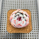 Echeveria 'Trumso' 2" Succulent Plant Cutting